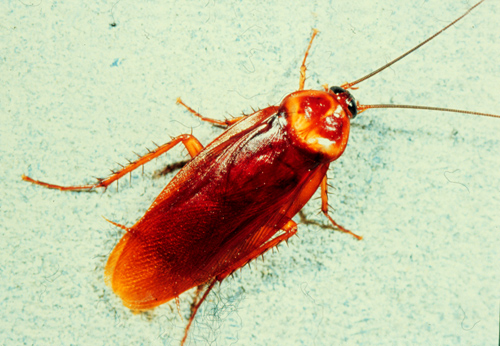 insect image